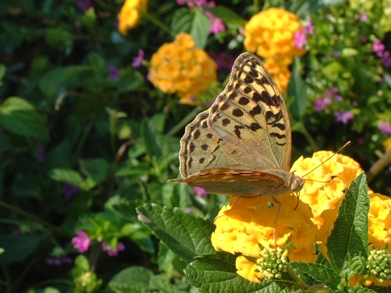 Argynnis pandora, femmina